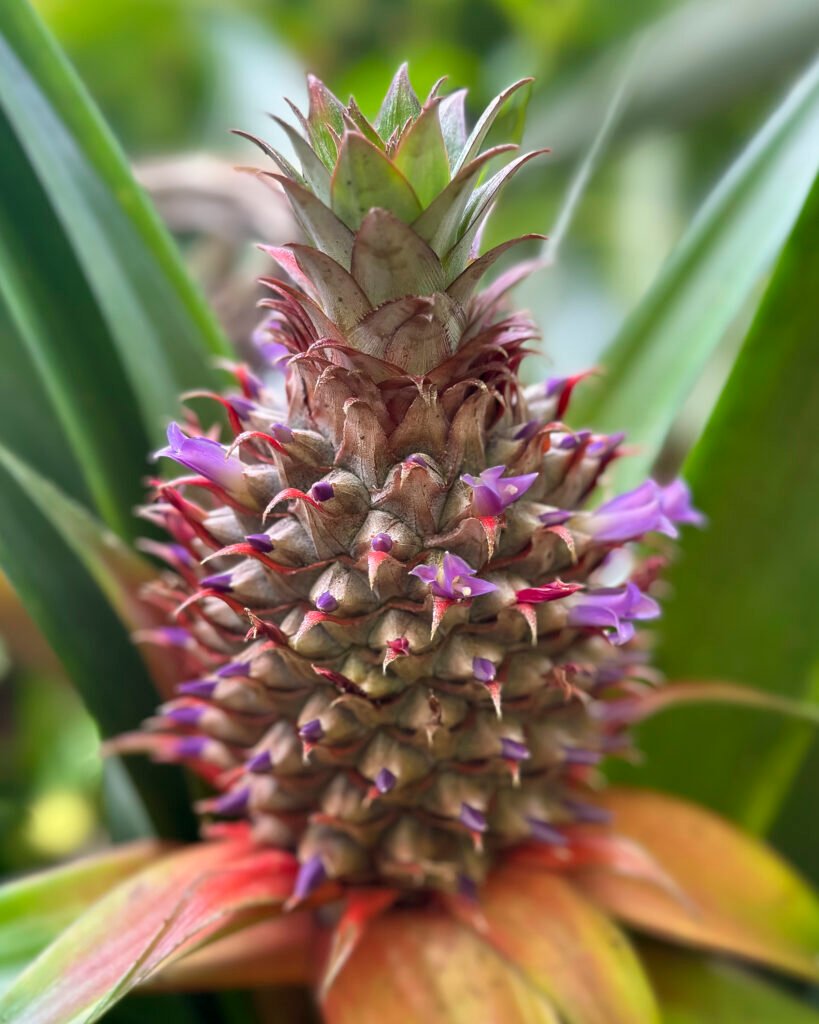 Growing Pineapple, Moorea French Polynesia