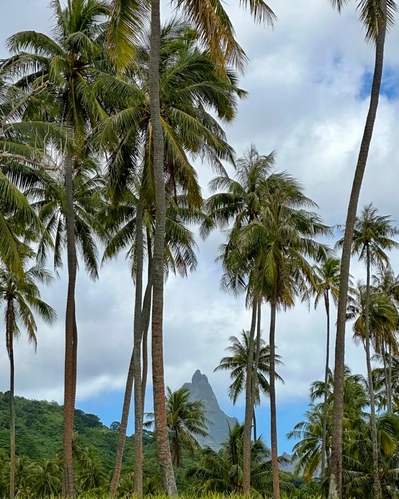 Belvedere visit Moorea French Polynesia