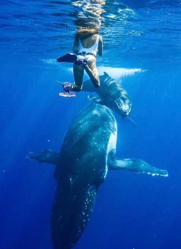Ashley swimming with a humpback whale and baby humpback whale in moorea French polynesia