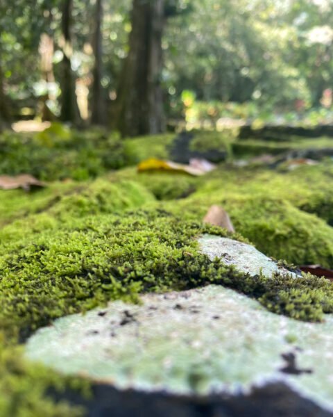 moss growing on the Marae Moorea French Polynesia