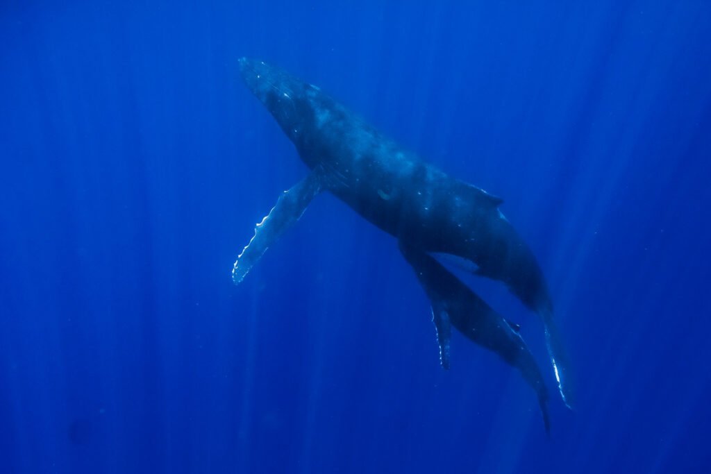 Moorea Humpback Whale