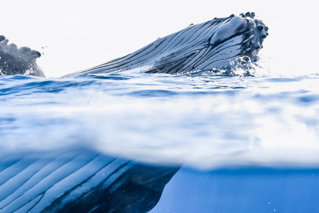 Moorea Humpback Whale