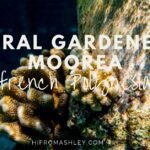 coral in moorea French polynesia