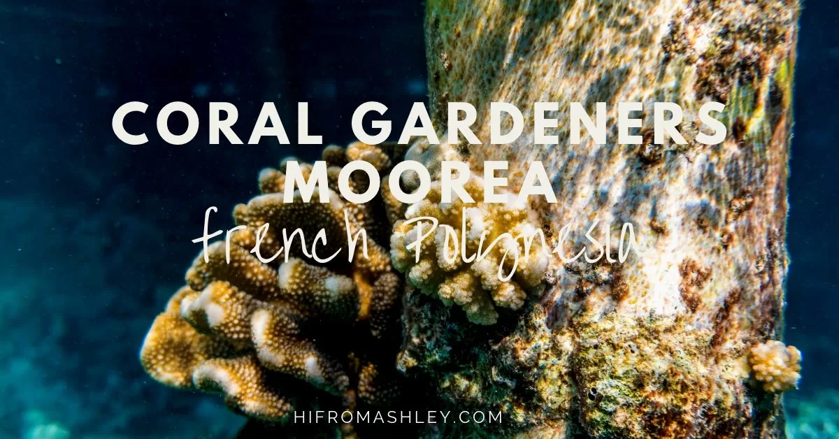 coral in moorea French polynesia