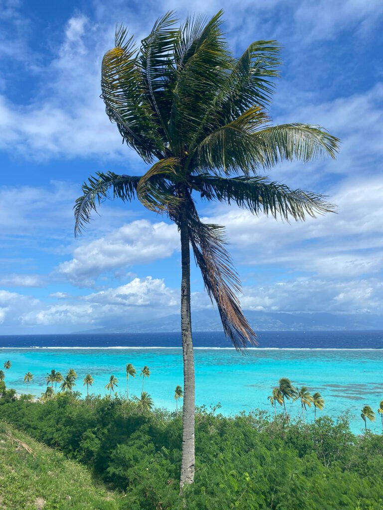 Palm tree on the island of Moorea French Polynesia