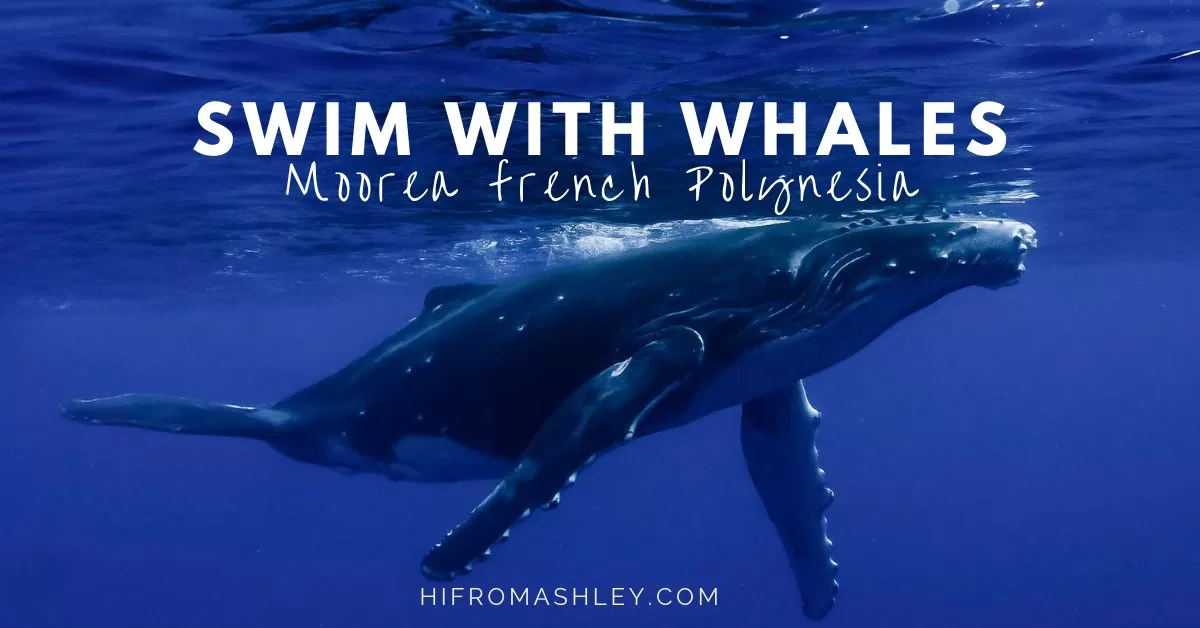 swim with whales Moorea French Polynesia
