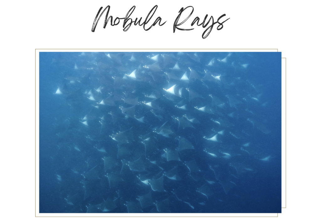 Mobula Rays