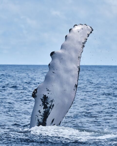 Whale Watching in Bermuda