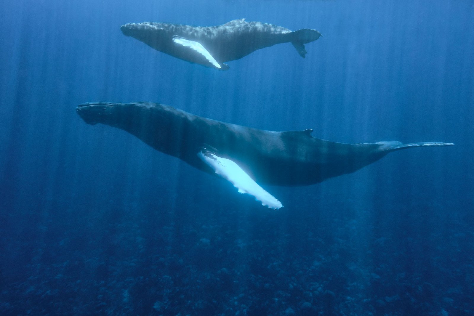 Whale Watching in Bermuda