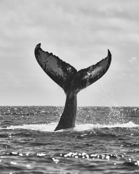 Whale Watching in Bermuda