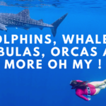 Update 3: Dolphins, Whales, Mobulas, Orcas and more OH MY !