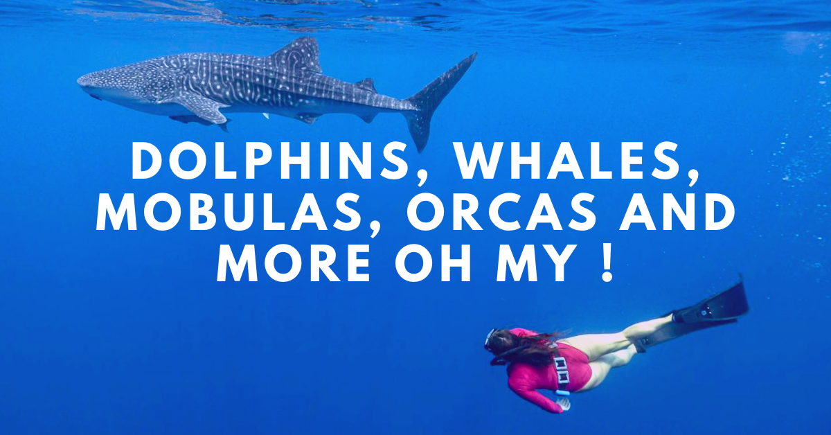 Update 3: Dolphins, Whales, Mobulas, Orcas and more OH MY !