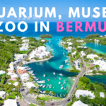 Bermuda Aquarium, Museum and Zoo