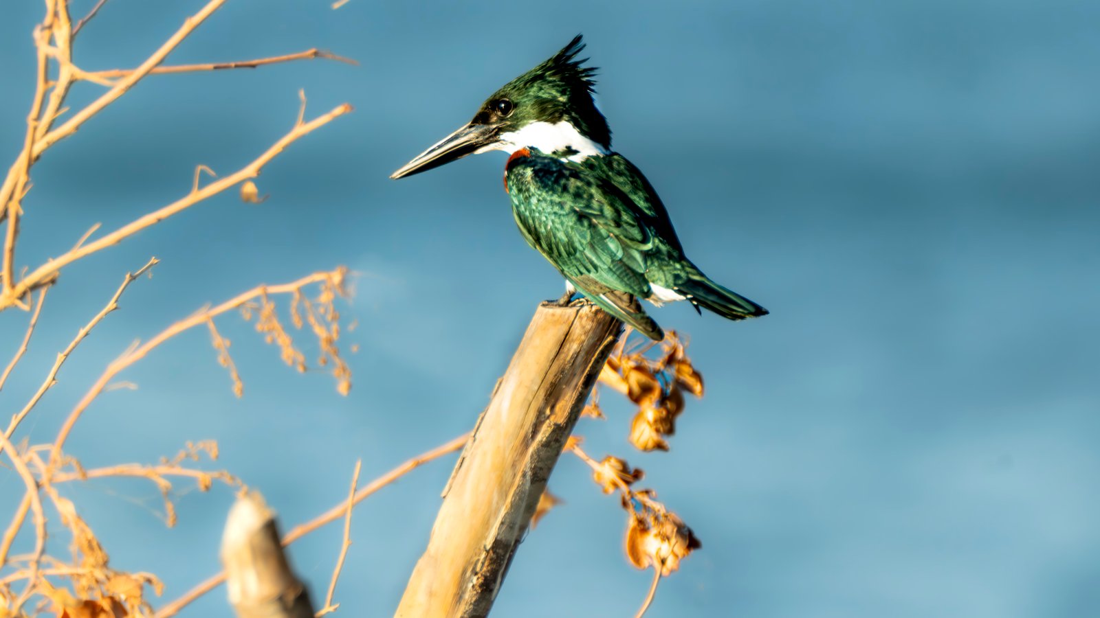 King Fisher