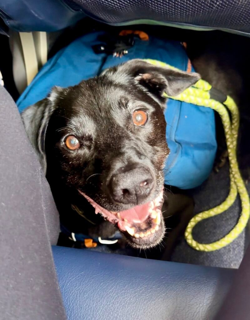 porter on the airplane