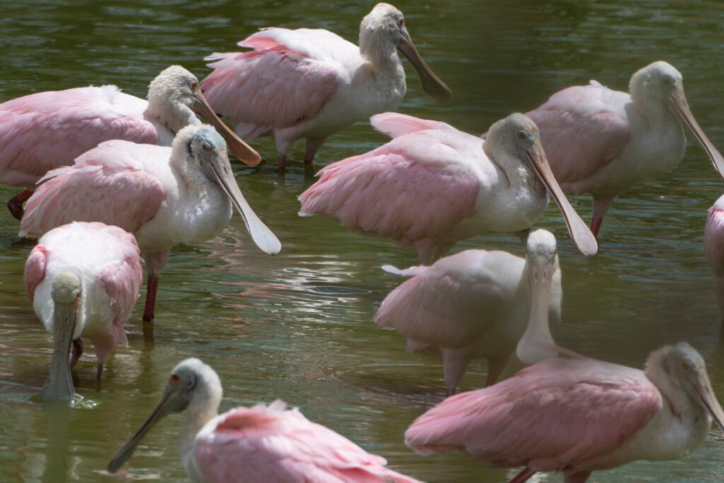pink birds la guajira