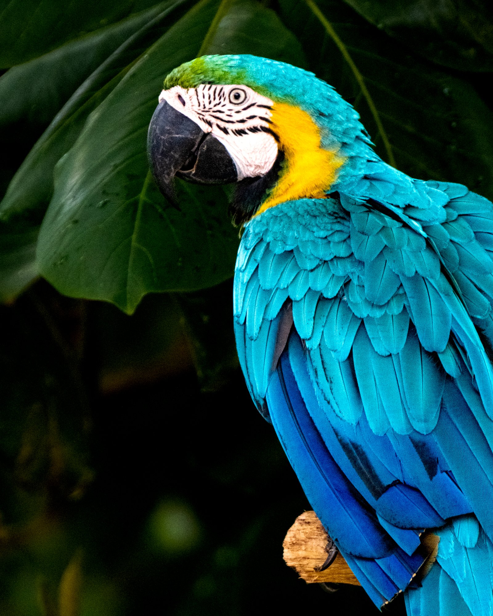 Blue and Yellow Scarlet Macaw Colombia
