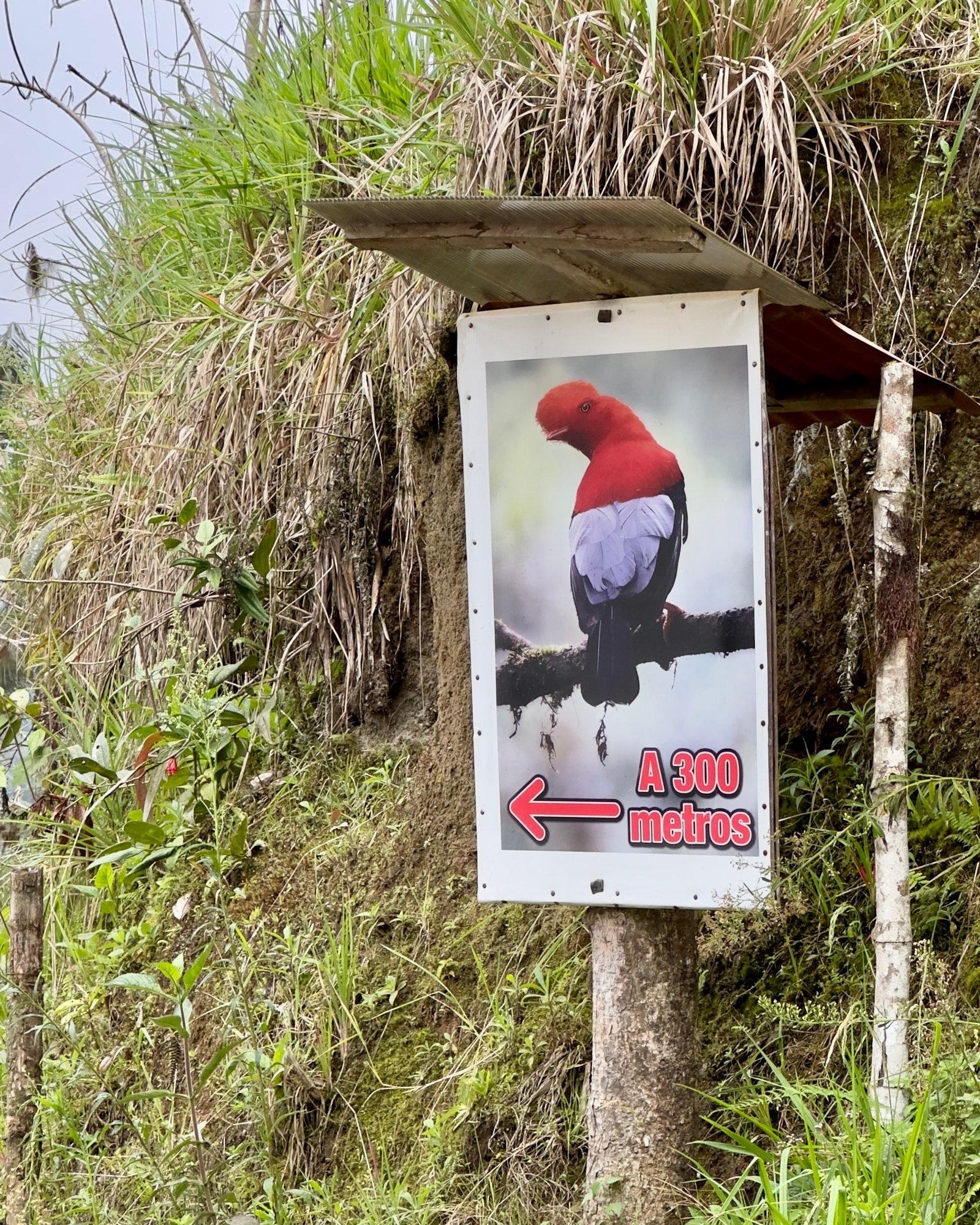 Bird Watching in Ecuador Refugio Paz de Las Aves