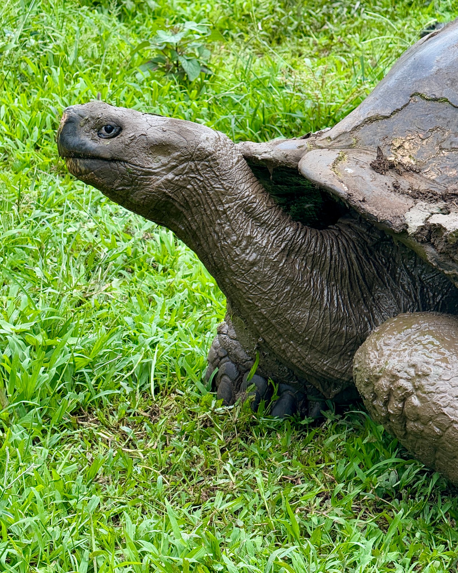 Galapagos Land Tortoise