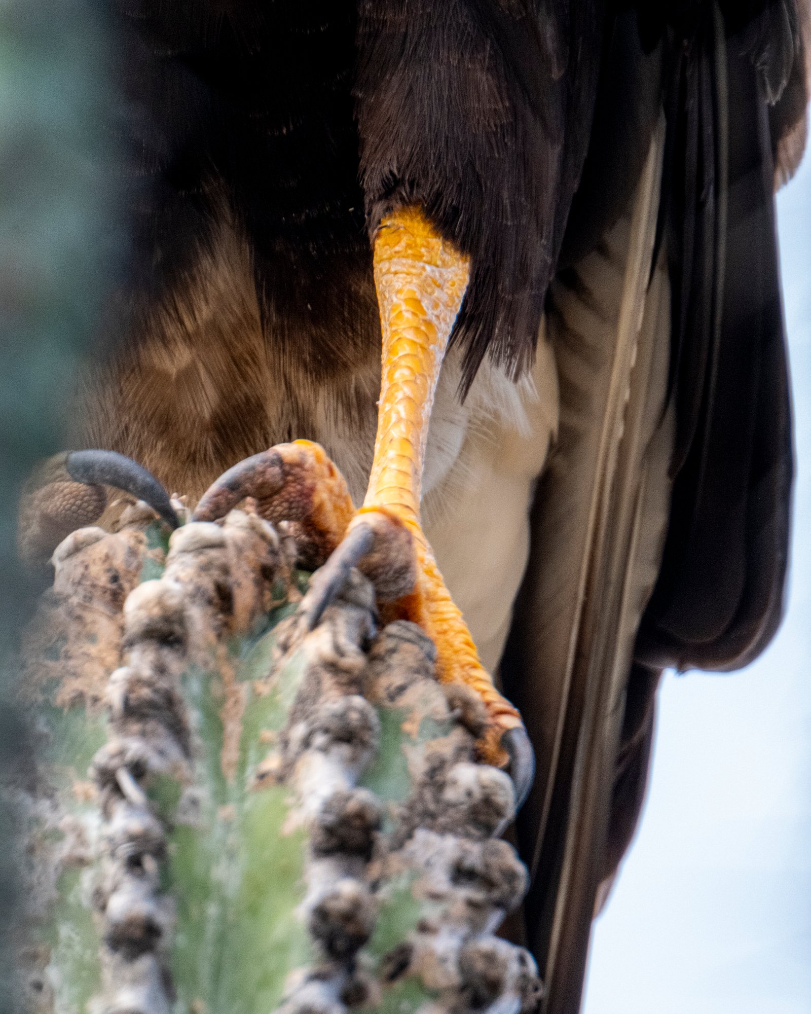 Bird in Tatacoa Desert Colombia