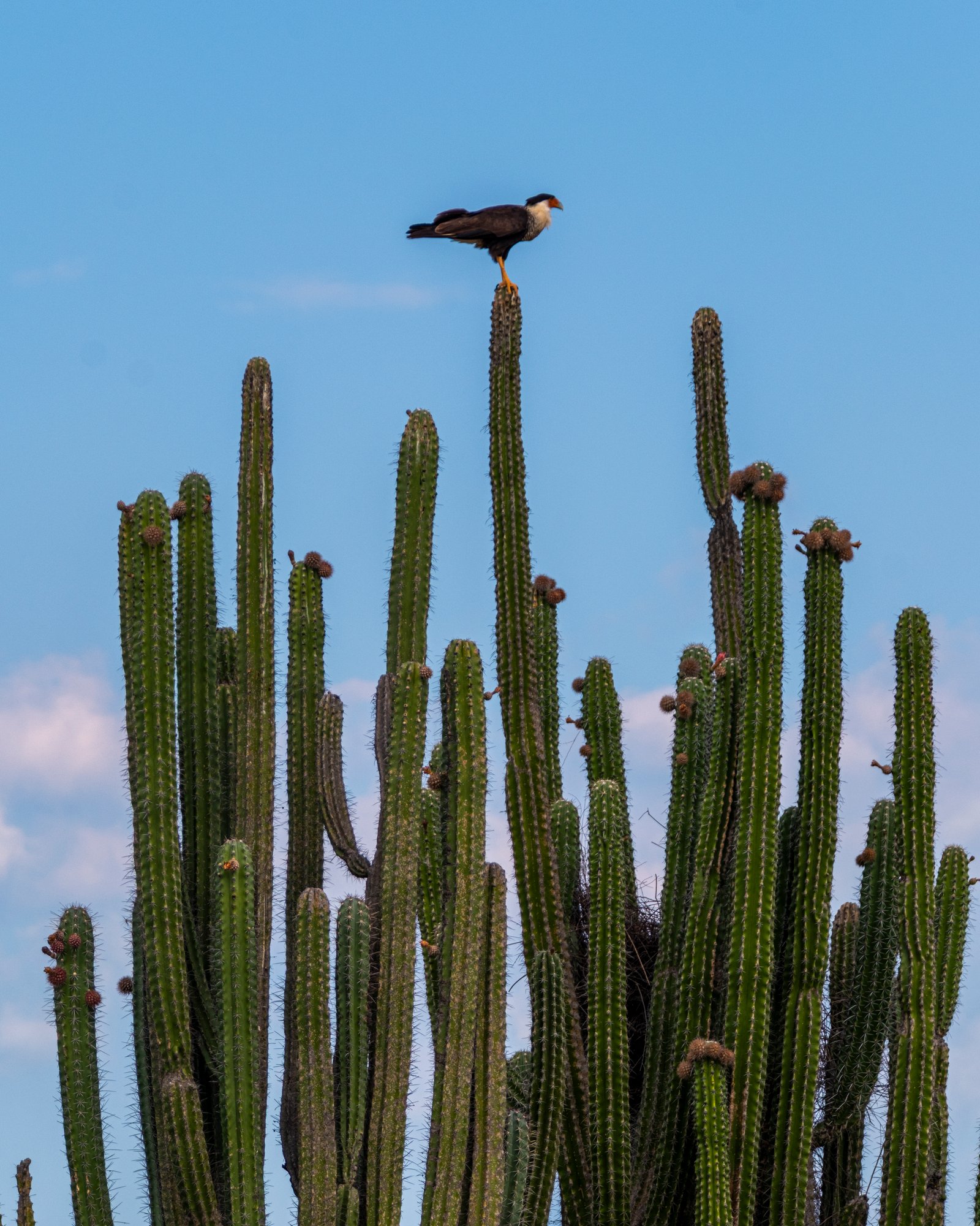 Tatacoa Desert Colombia