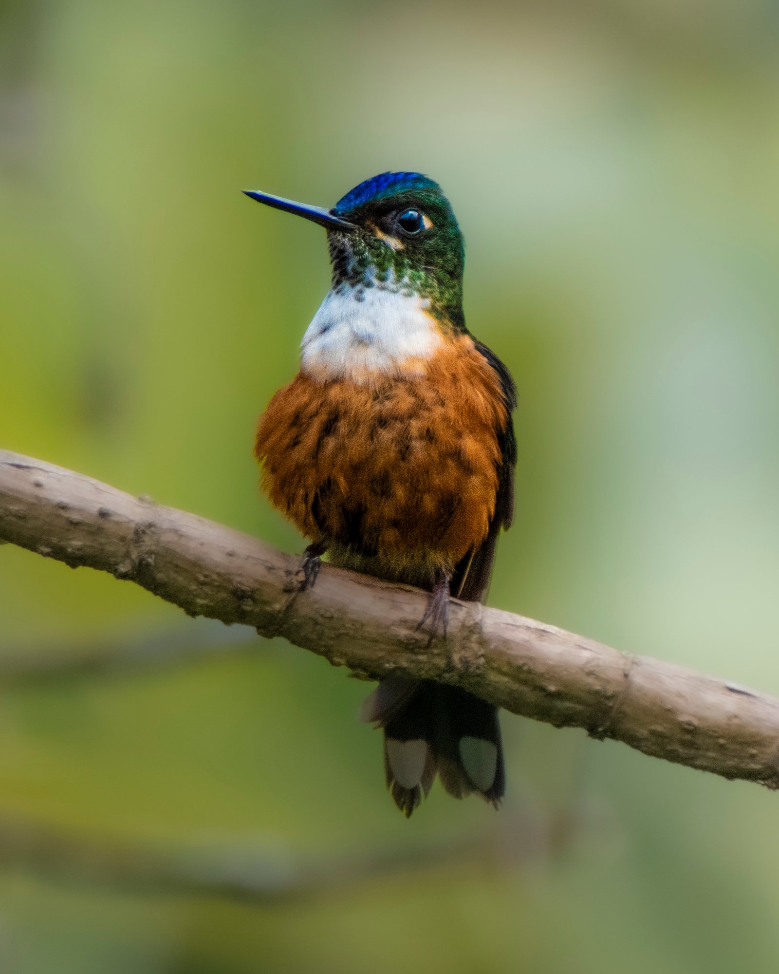 amagusa ecuador bird watching