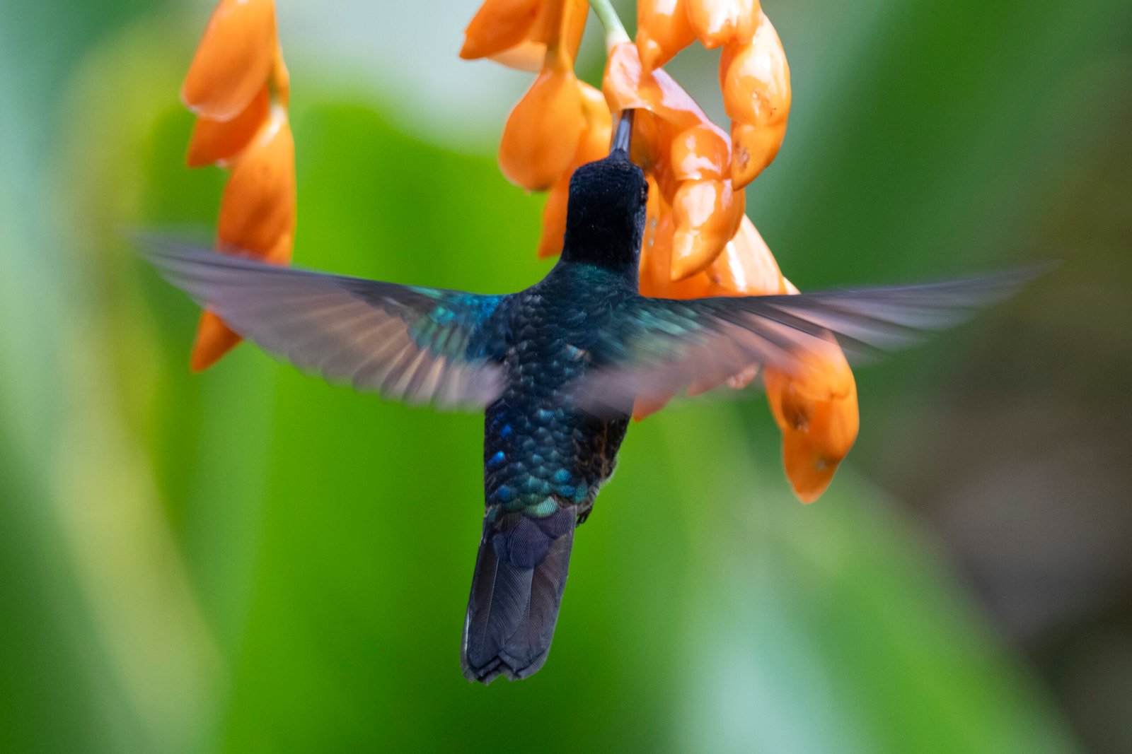 amagusa ecuador HUMMIGNbird