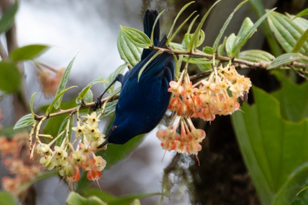 indigo flower bird