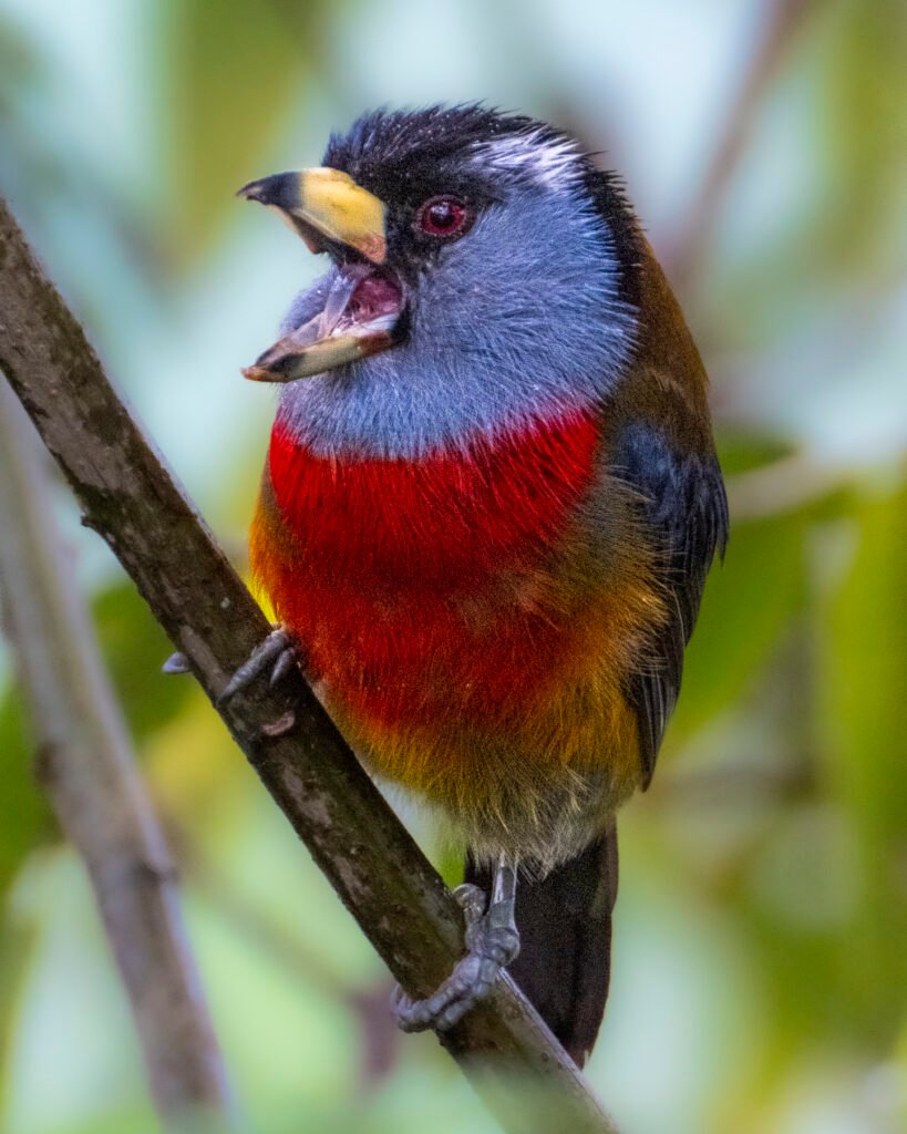 barbet bird ecuador
