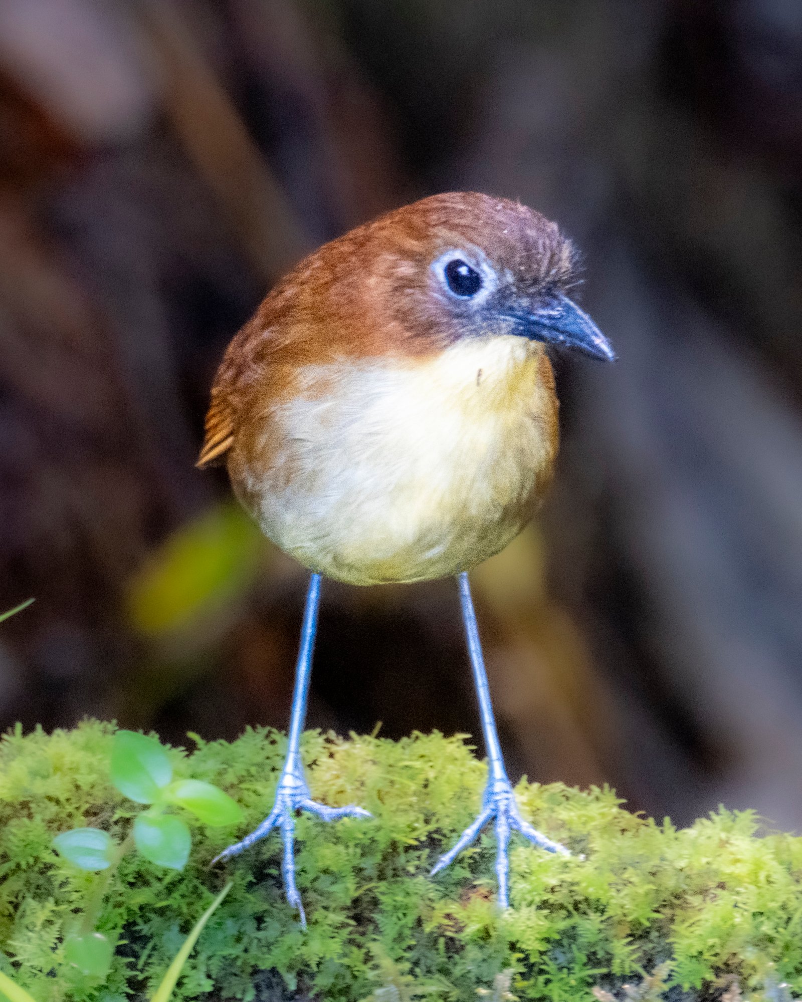antpittas in ecuador